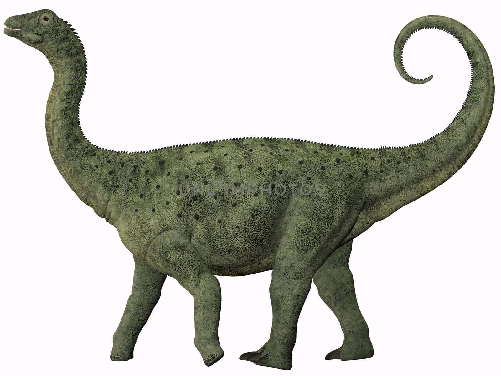 Saltasaurus was a sauropod dinosaur of the Cretaceous Period of Argentina.