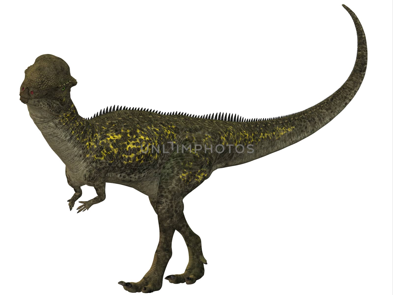 Stegoceras was a herbivore dinosaur that lived in the Cretaceous Period of North America.