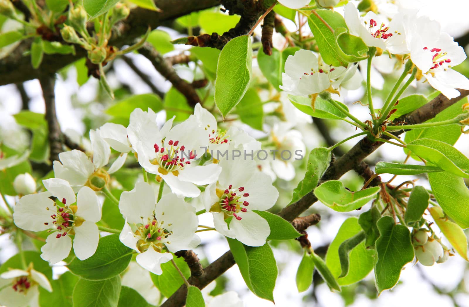 Apple blossoms in spring can use as background