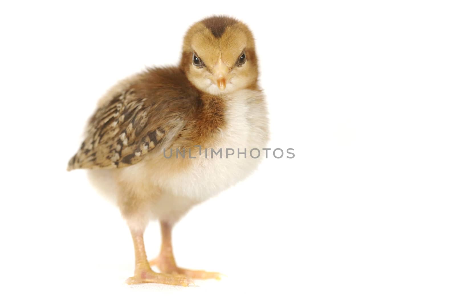 Adorable Baby Chick Chicken on White Background by tobkatrina