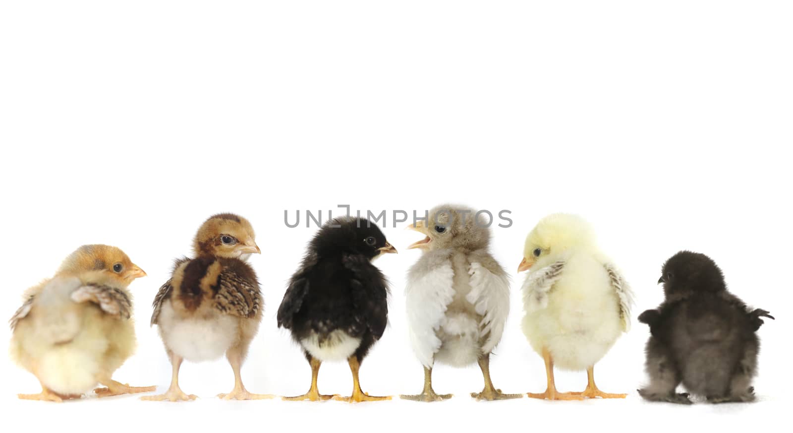 Multiple Baby Chick Chickens Lined Up on White