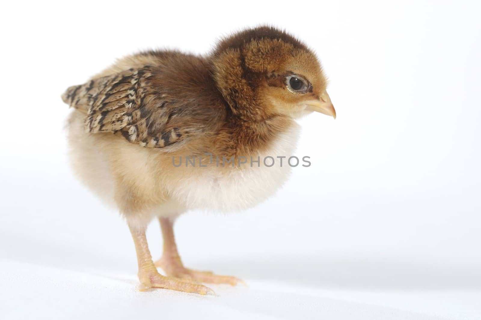 Adorable Baby Chick Chicken on White Background by tobkatrina