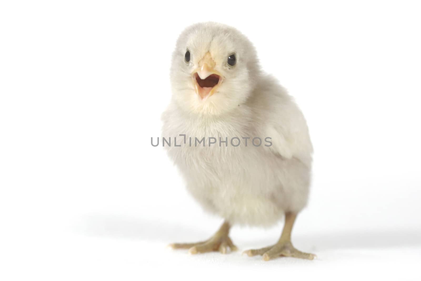 Cute Baby Chick Chicken on White Background