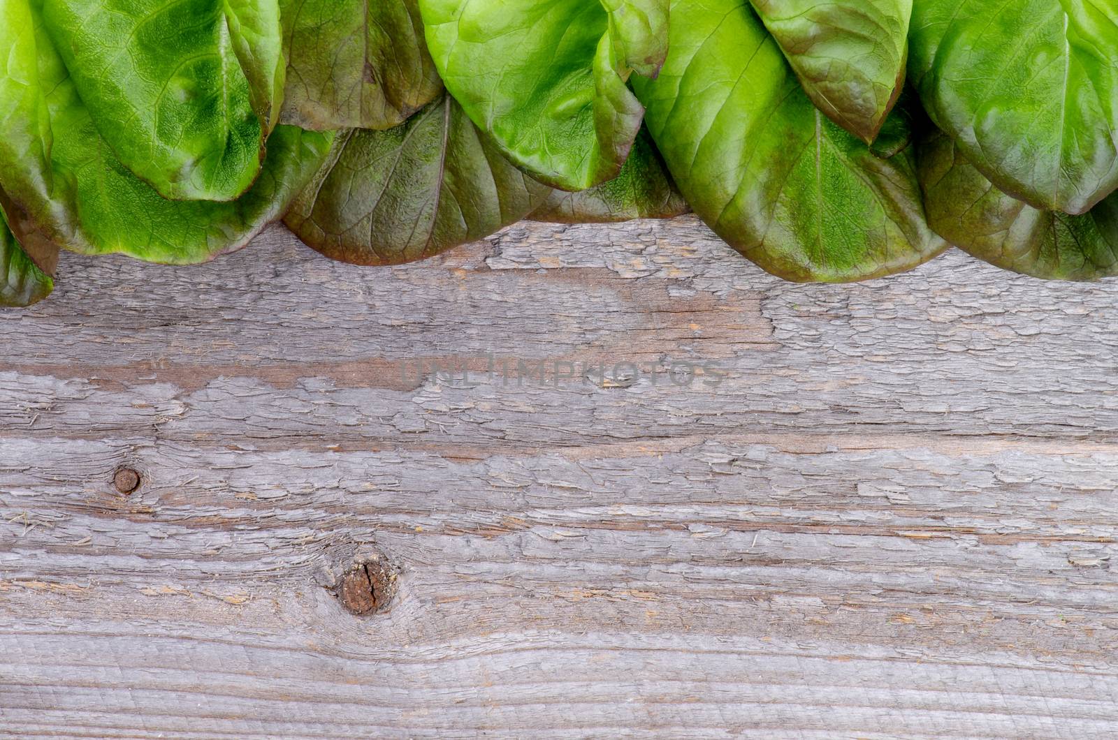 Frame of Fresh Crunchy Green and Red Butterhead Lettuce closeup on Rustic Wooden background