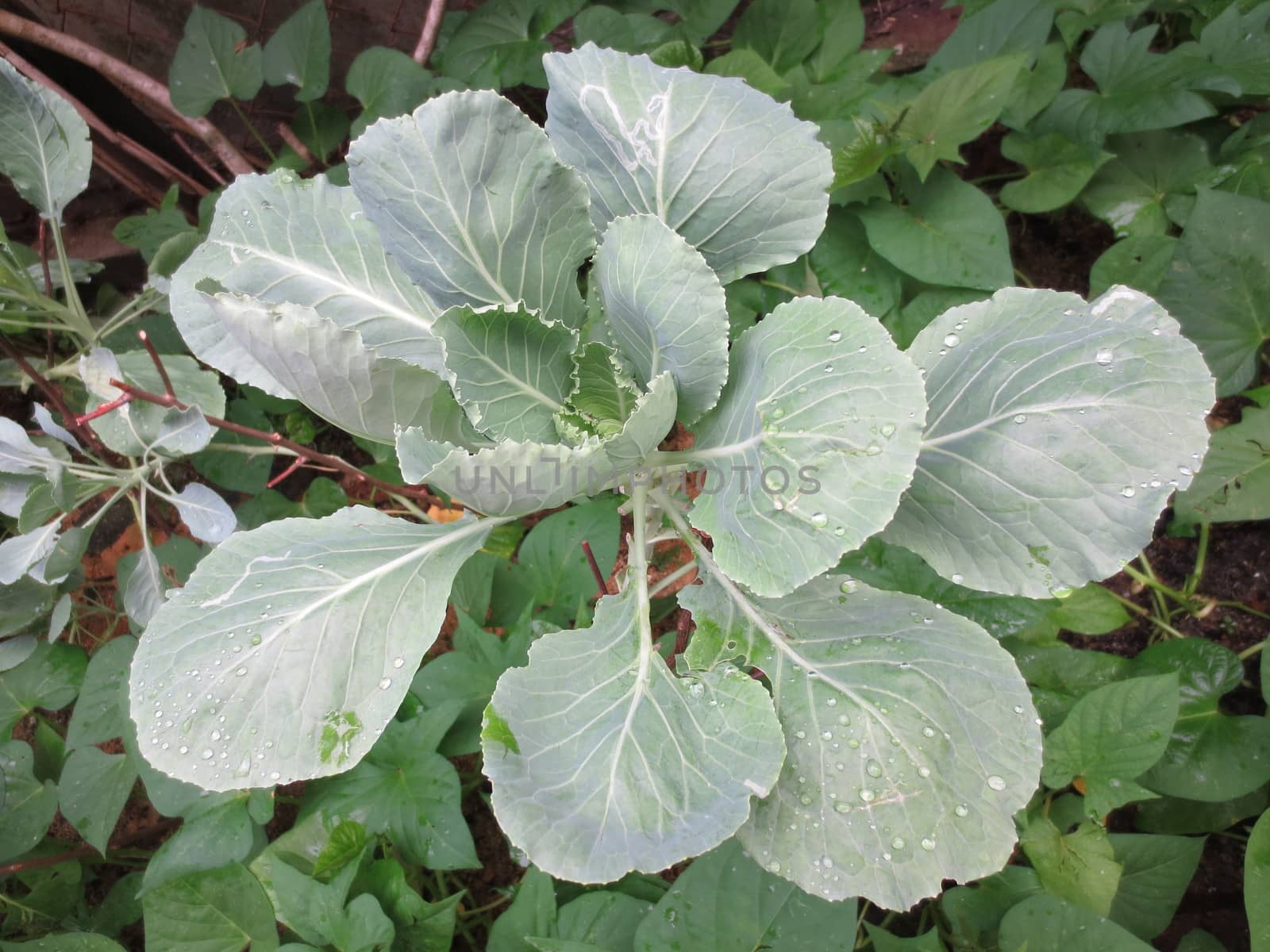 Chinese kale vegetable in the garden