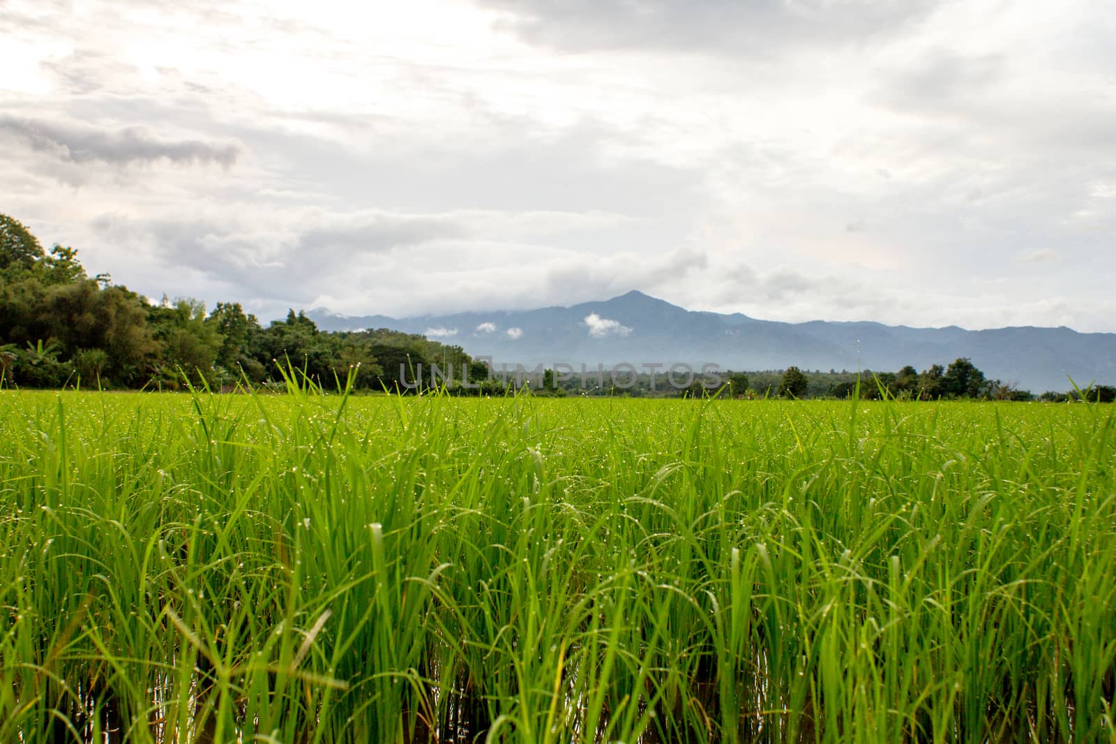 paddy rice field ready for harvest. by kannapon