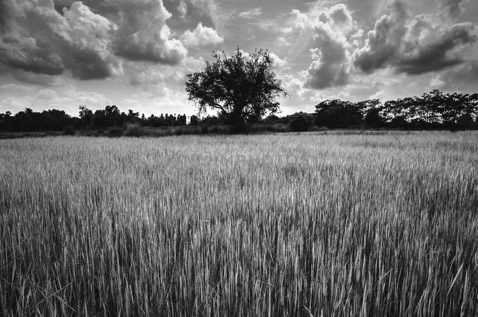 Green grass rice and sky