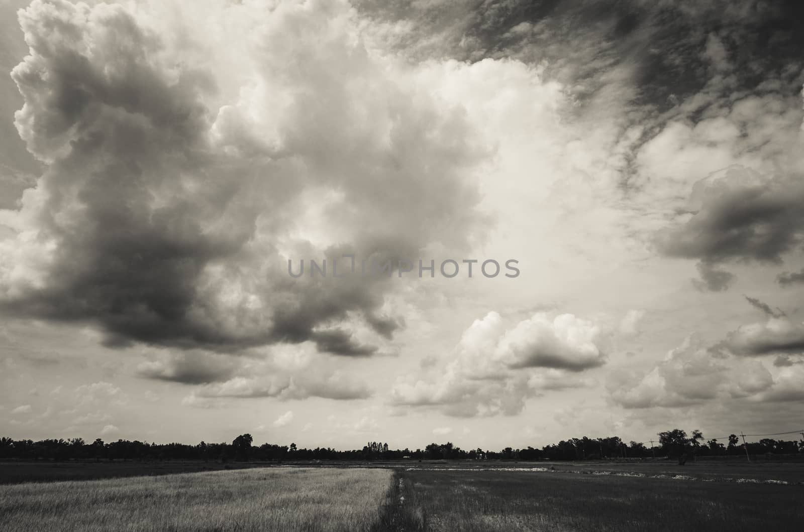 Green grass rice and sky