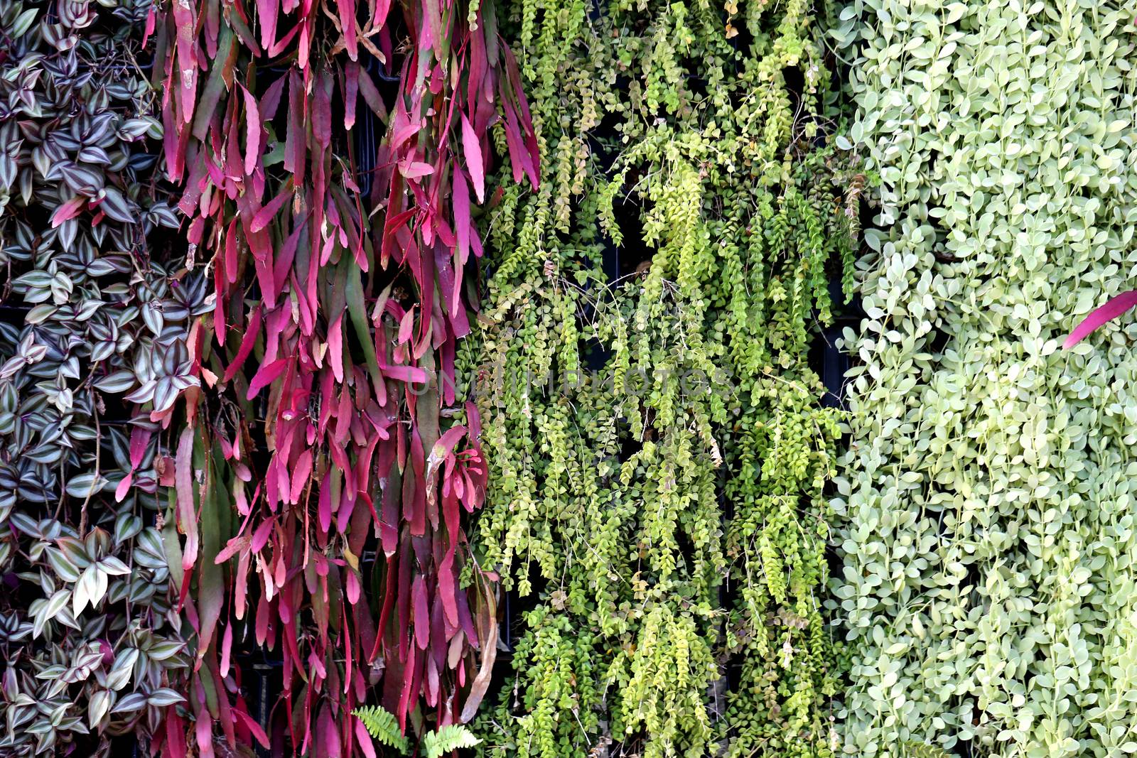 Texture of plants