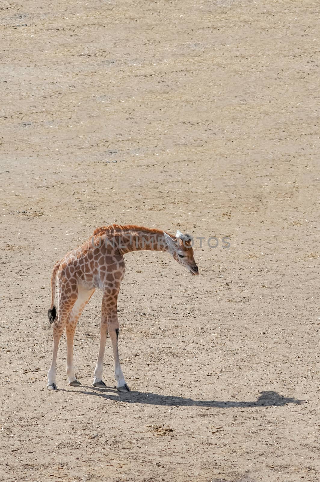 baby giraffe with only his shadow for company