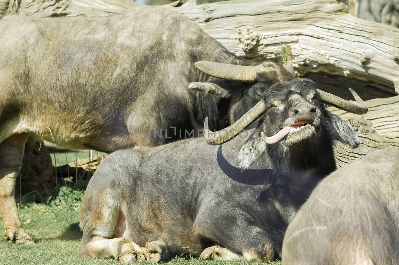 cape buffalo basking in sunshine with its tongue out