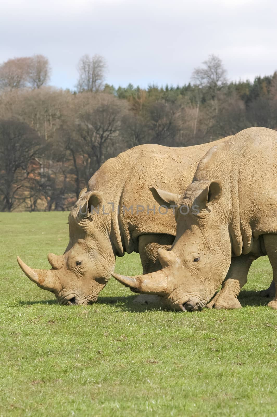 two rhinos grazing in a wildlife park