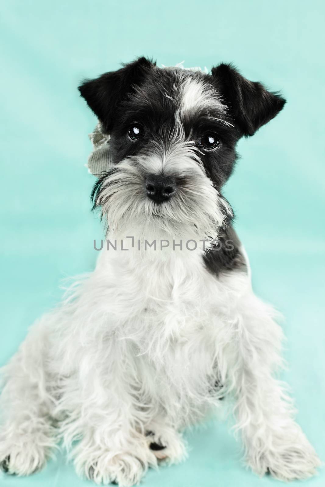 Cute Parti Color Miniature Schnauzer by StephanieFrey