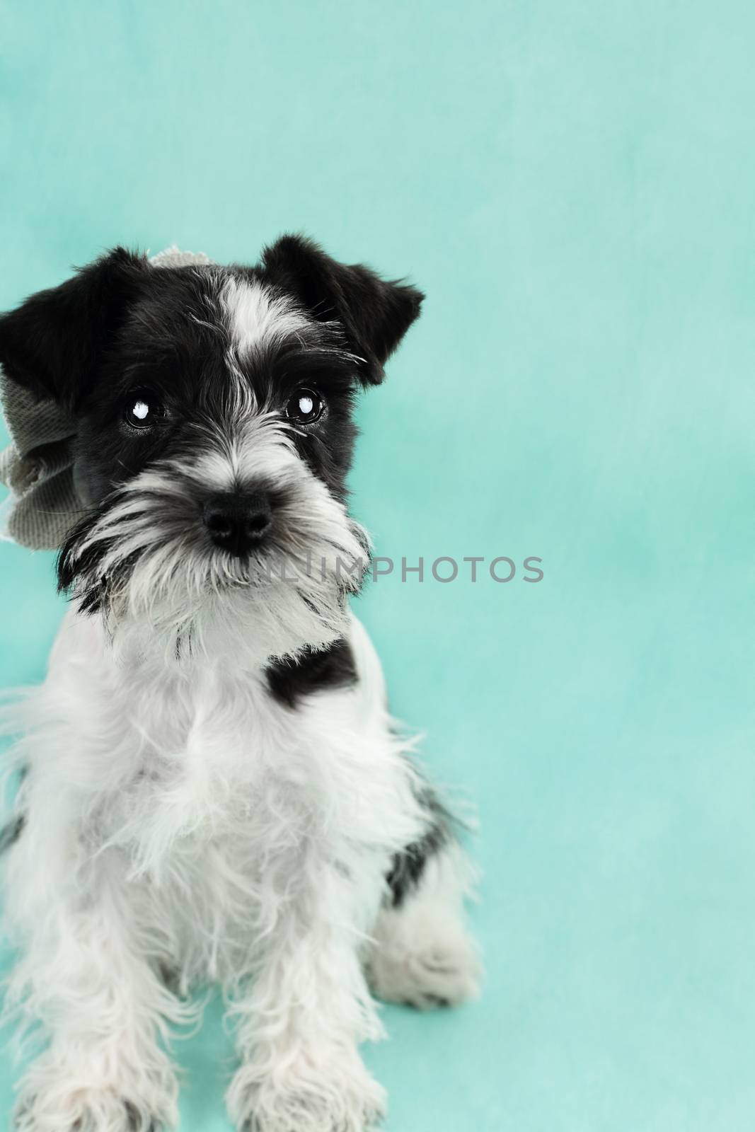 Twelve week old parti-colored Mini Schnauzer against a blue background. Extreme shallow depth of field with selective focus on puppies eyes.