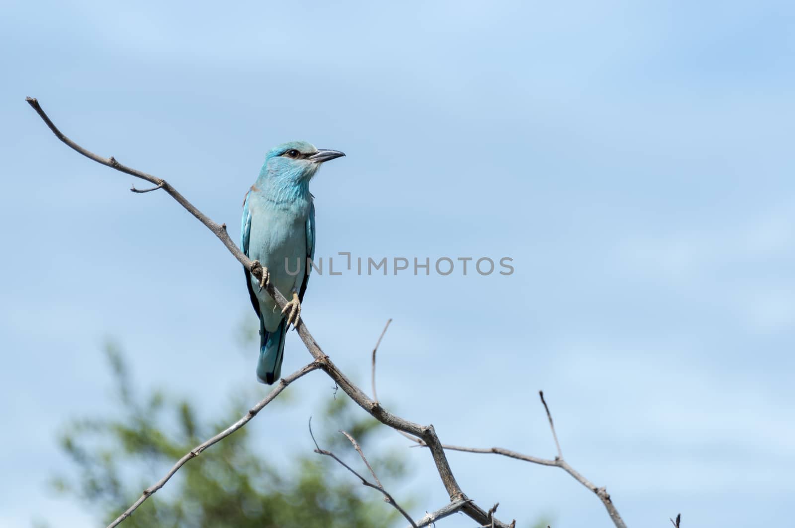 blue european roller in kruger national park south africa