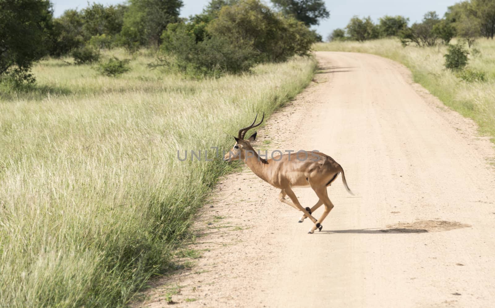 running impala crossing the road in kruger national park south africa