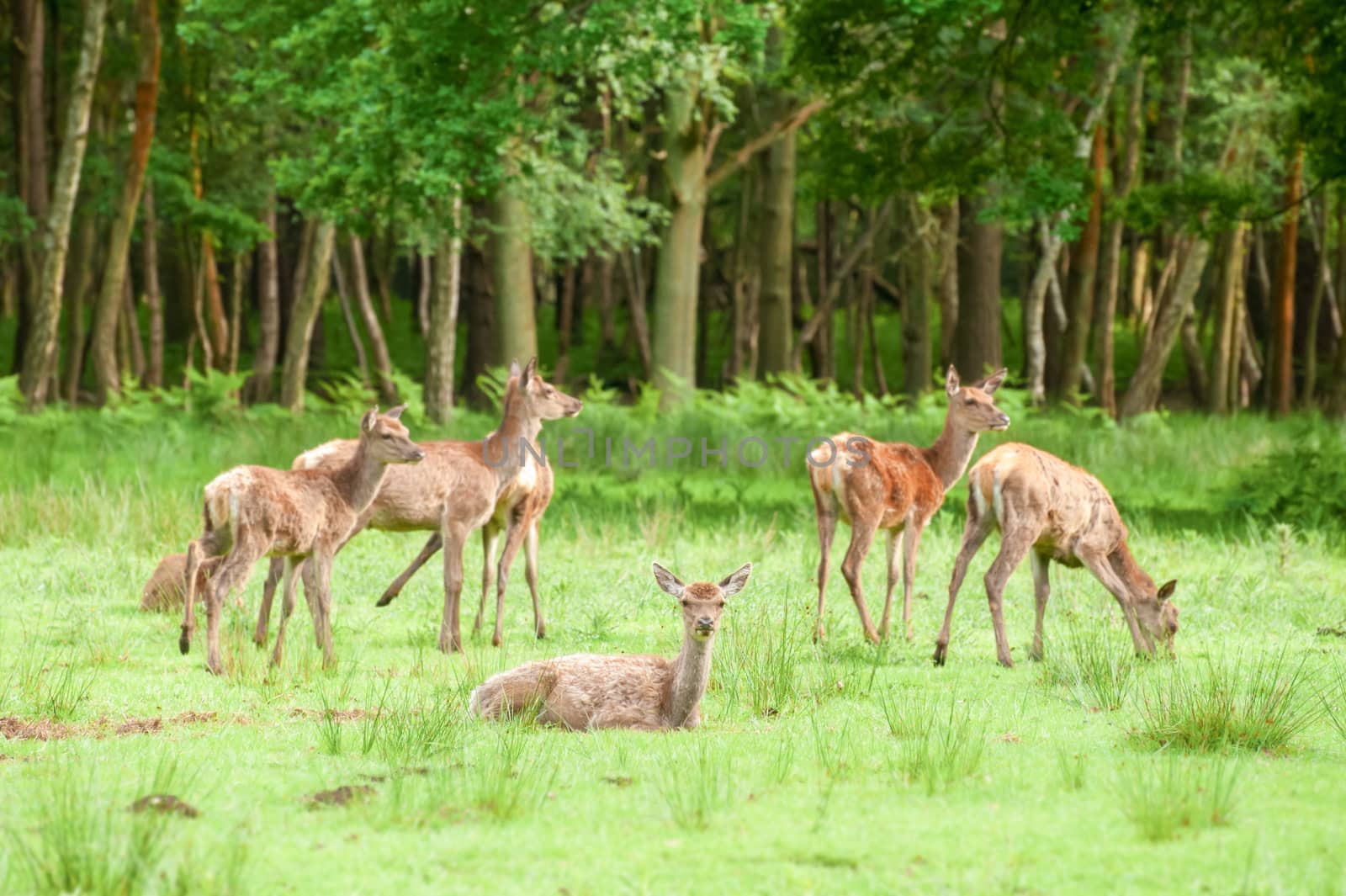 red deer grazing in woodland - focus only  on nearest deer