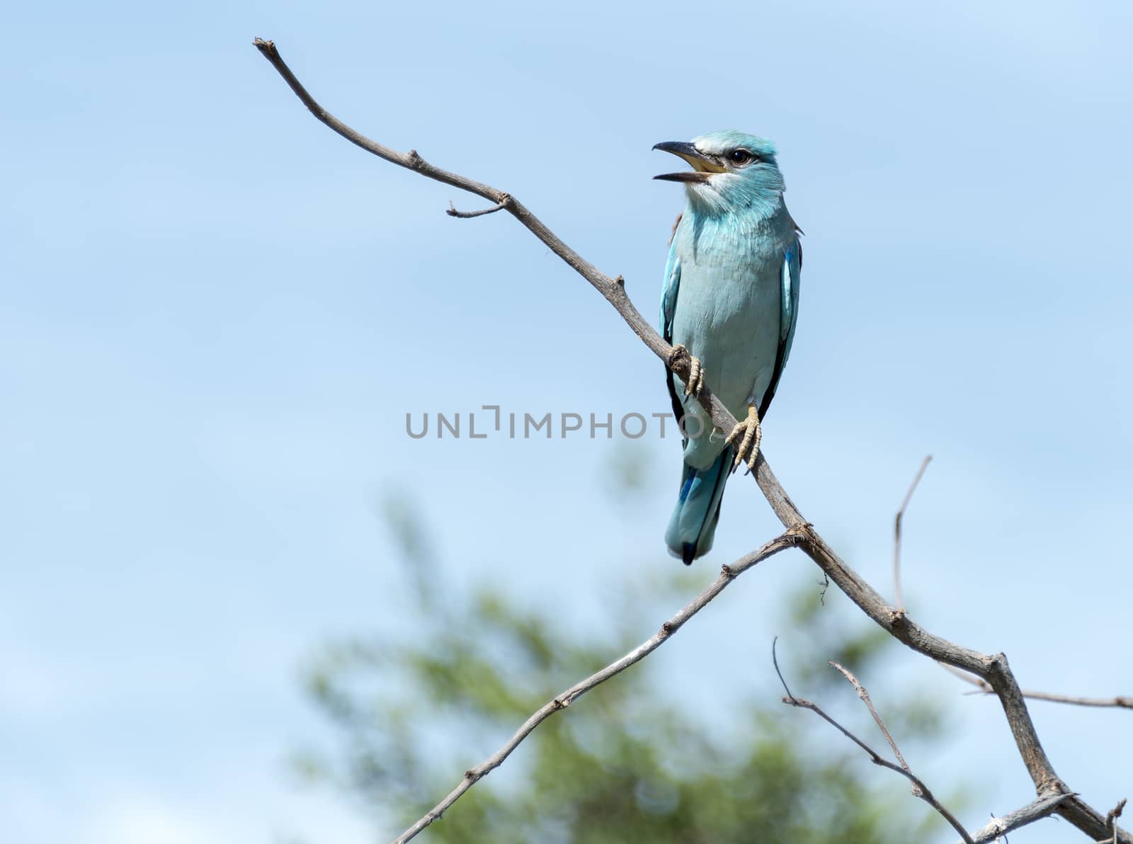blue european roller in kruger national park south africa