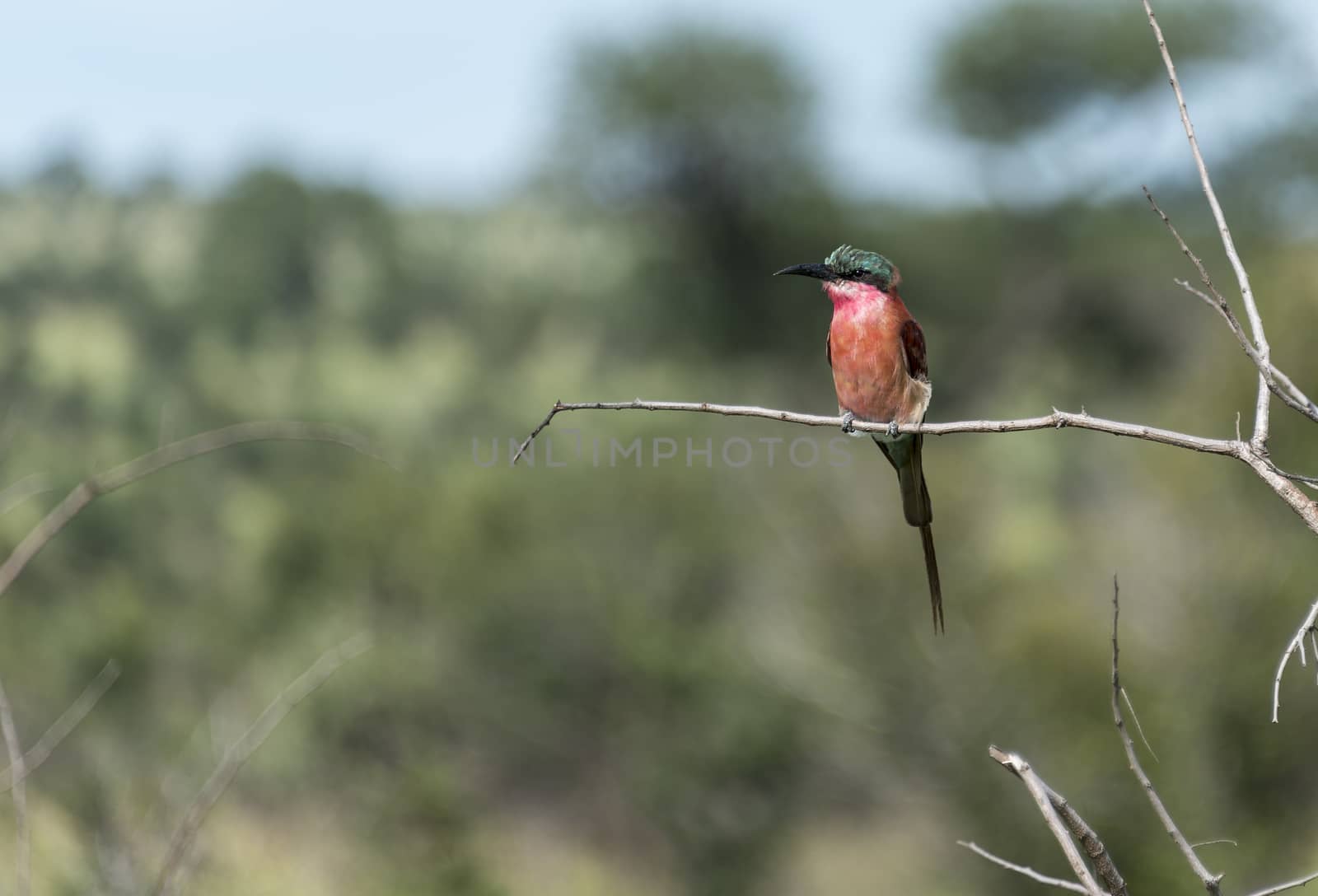 lilac roller bird in africa kruger national park