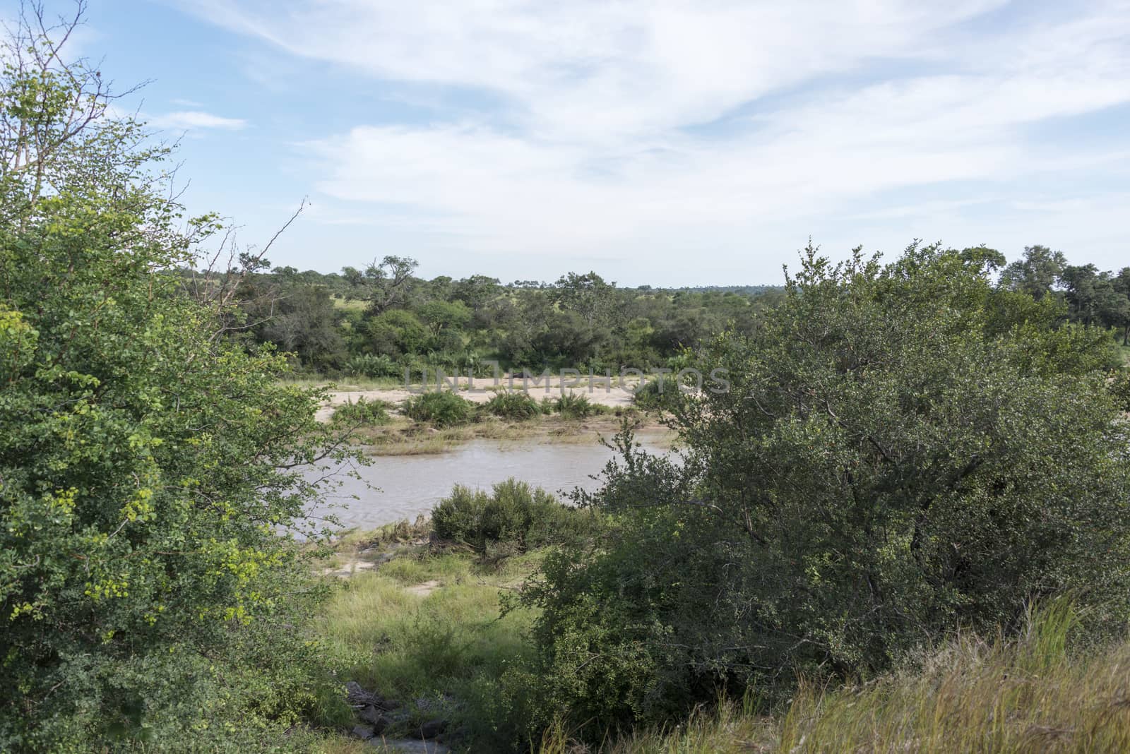 elephant river in kruger national park south africa 