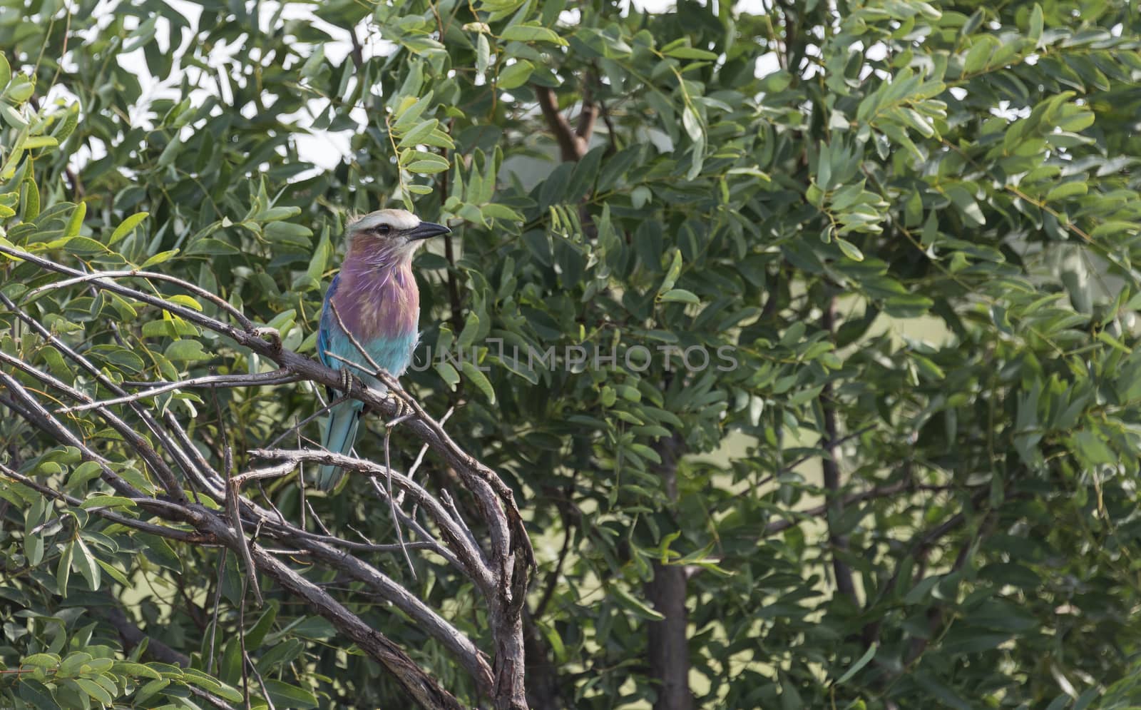 lilac roller bird in africa kruger national park