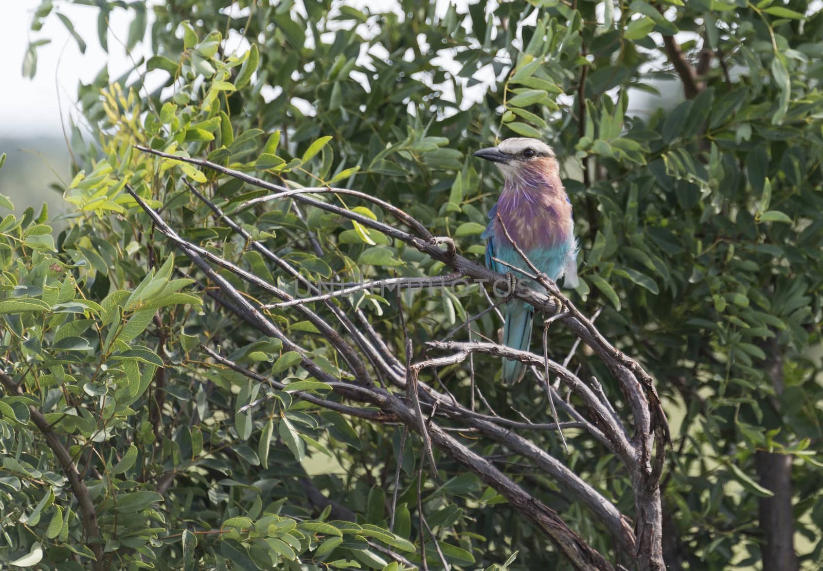 lilac roller bird in africa kruger national park