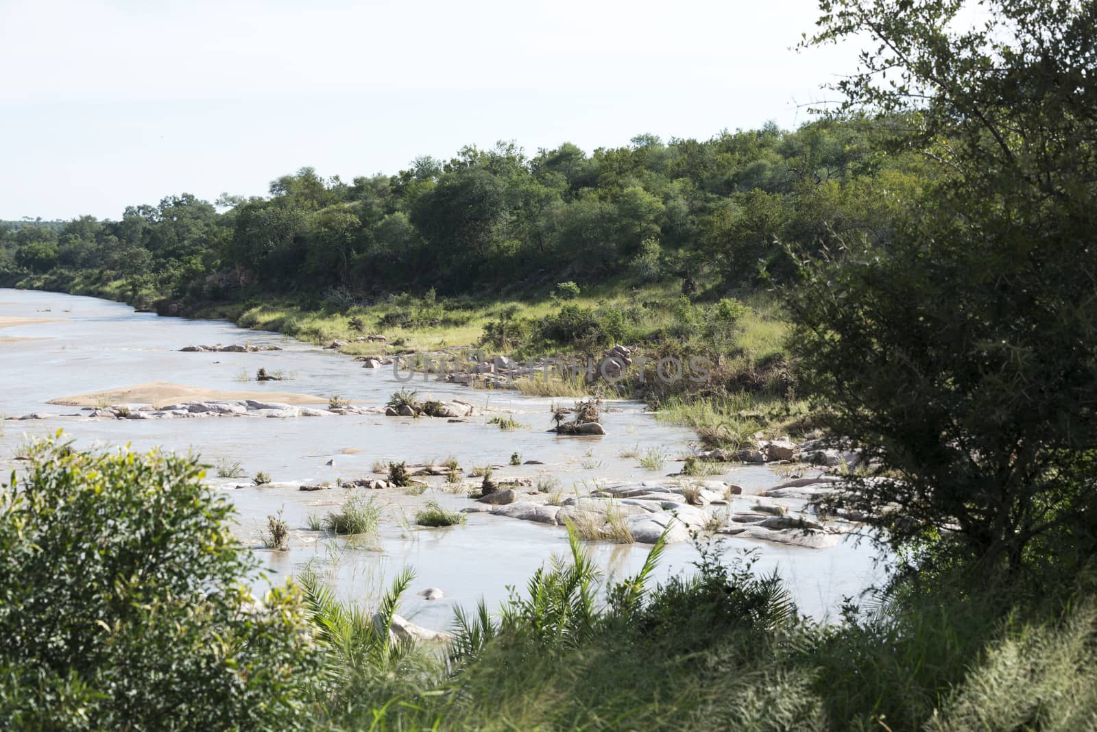 elephant river in kruger national park south africa 