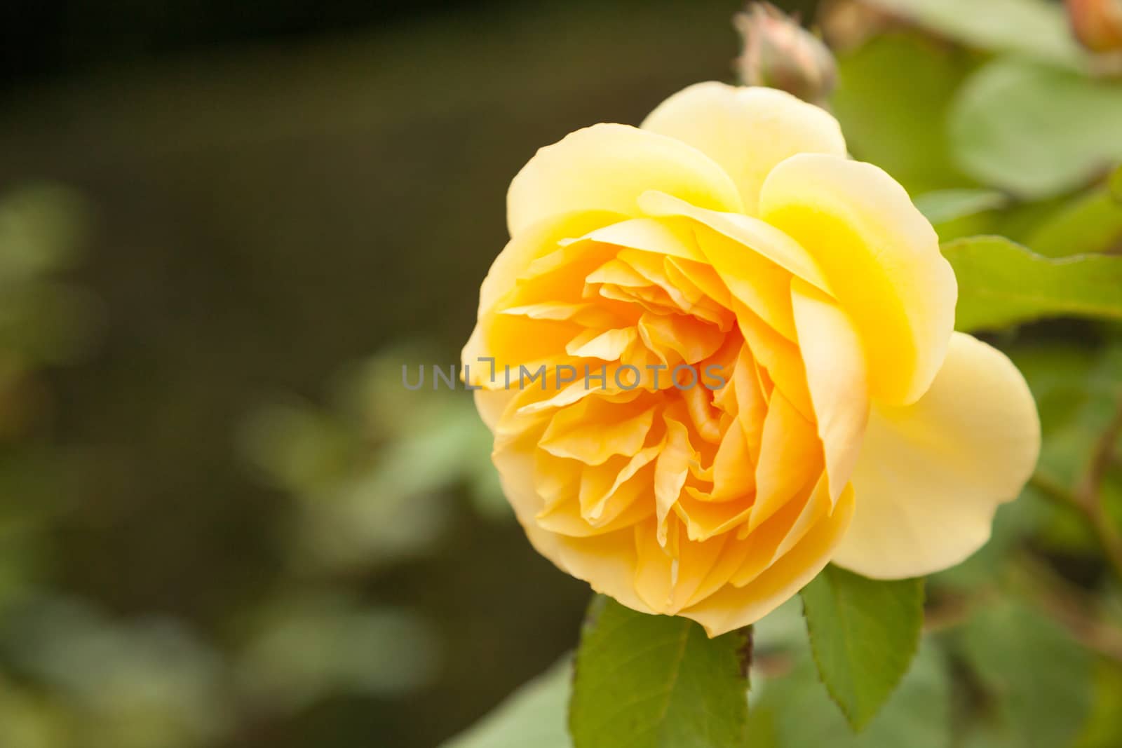 Beautiful Yellow English Rose in the garden