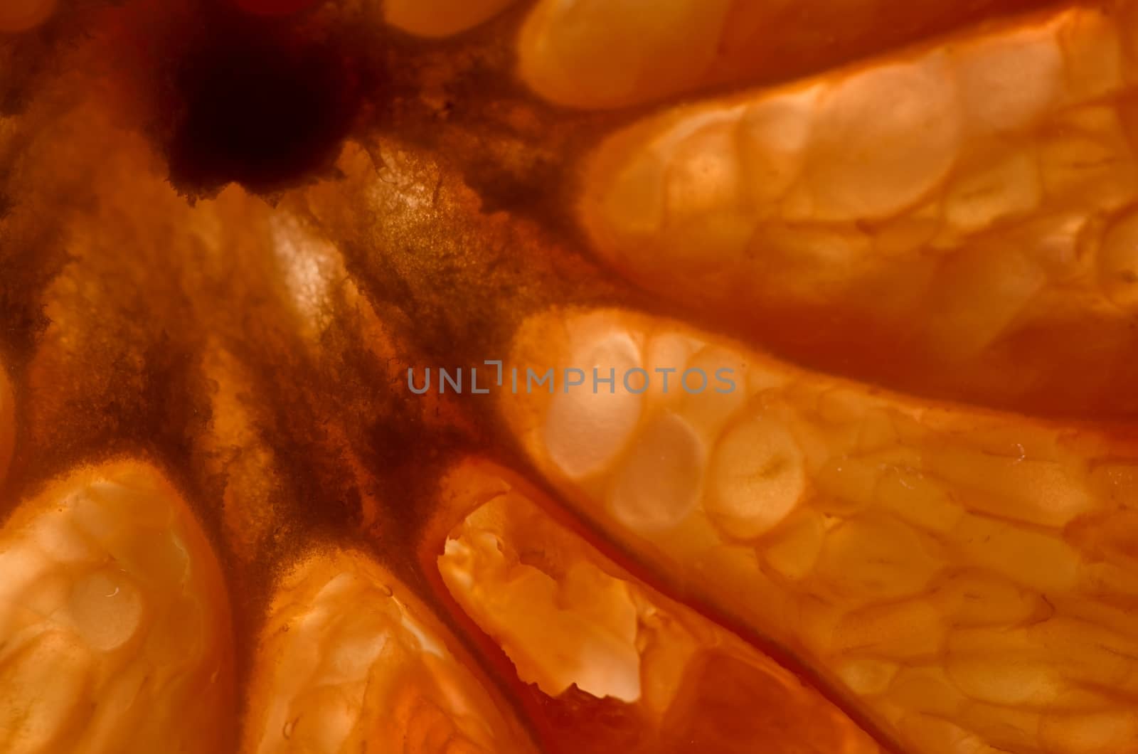 piece of grapefruit in backlight, abstract background