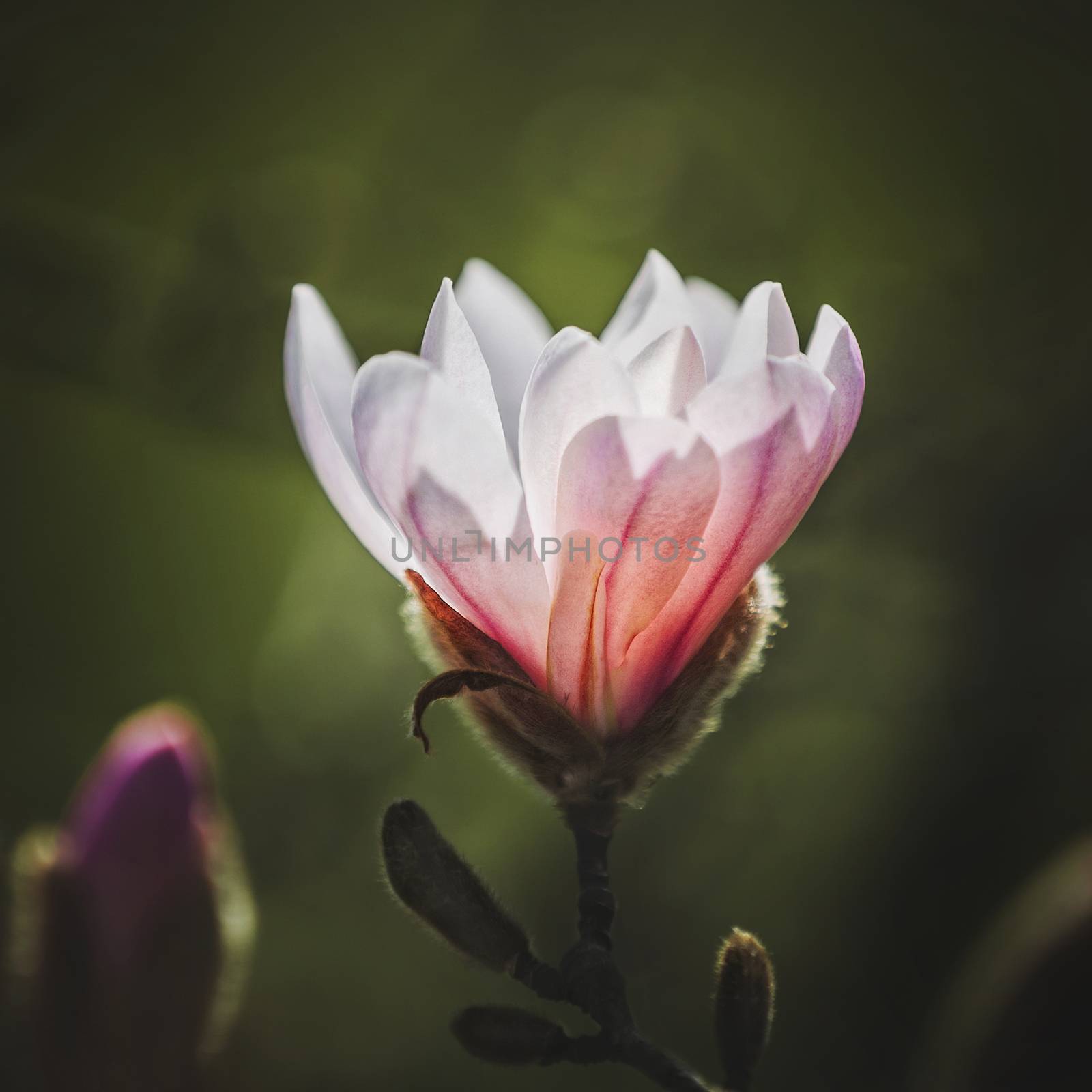magnolia flower in the park on dark background by zhu_zhu