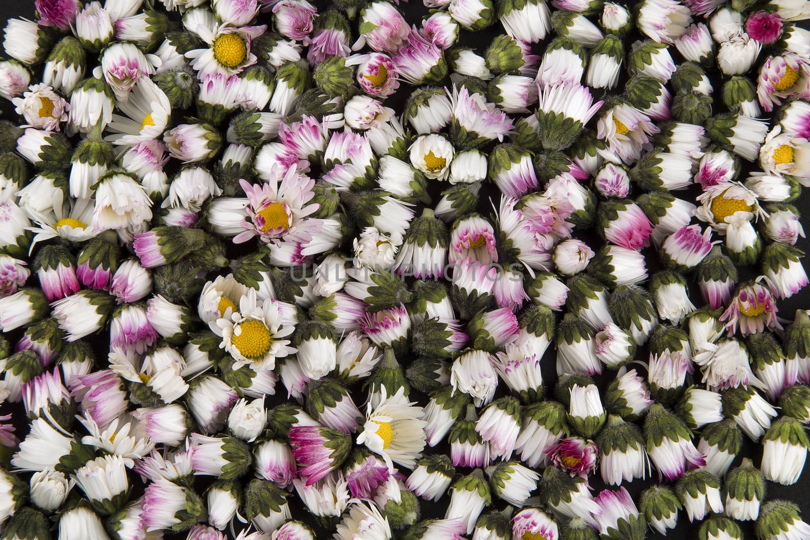 Closed daisies background