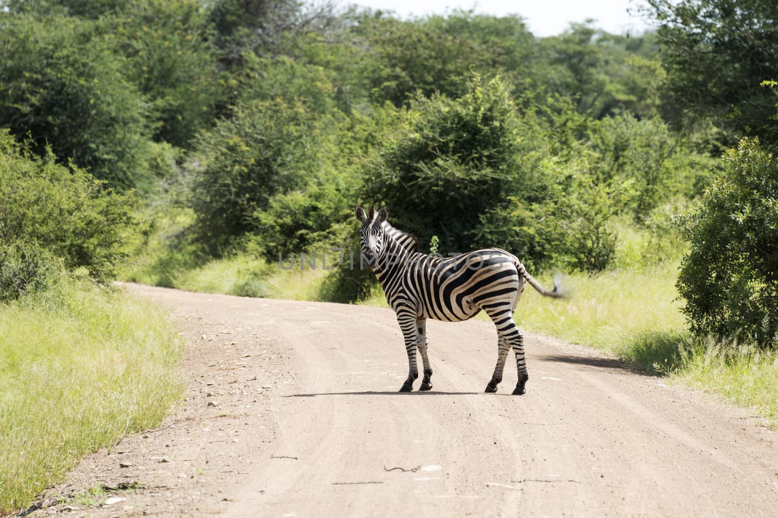 zebra in the kruger national reserve  by compuinfoto