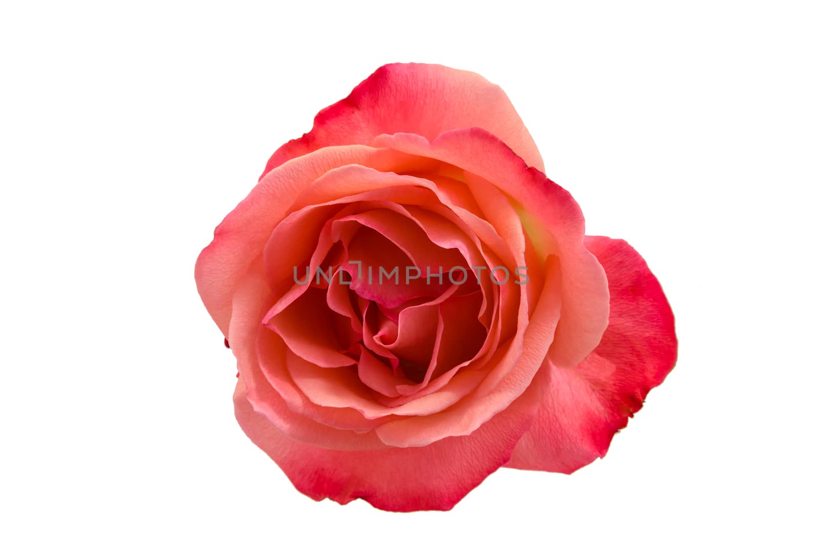 Pink rose isolated on white background by huntz