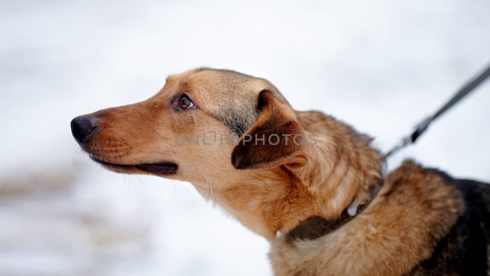 Portrait of a shaggy mongrel. Dog on snow.  Not purebred dog. Doggie on walk. The large not purebred mongrel.