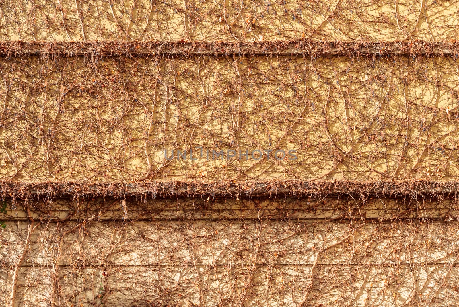 The creeper on stone wall, abstract grunge background