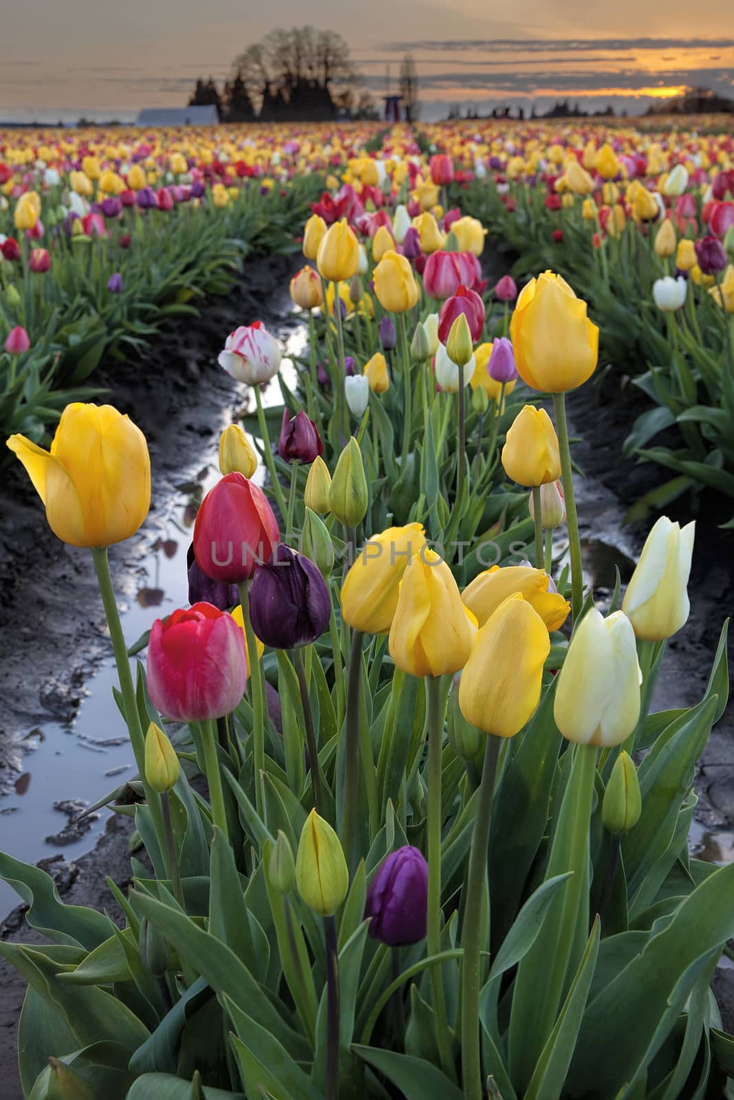 Rows of Mixed Color Tulip Flowers at the Tulip Farm Festival Blooming in Spring Season during Sunset