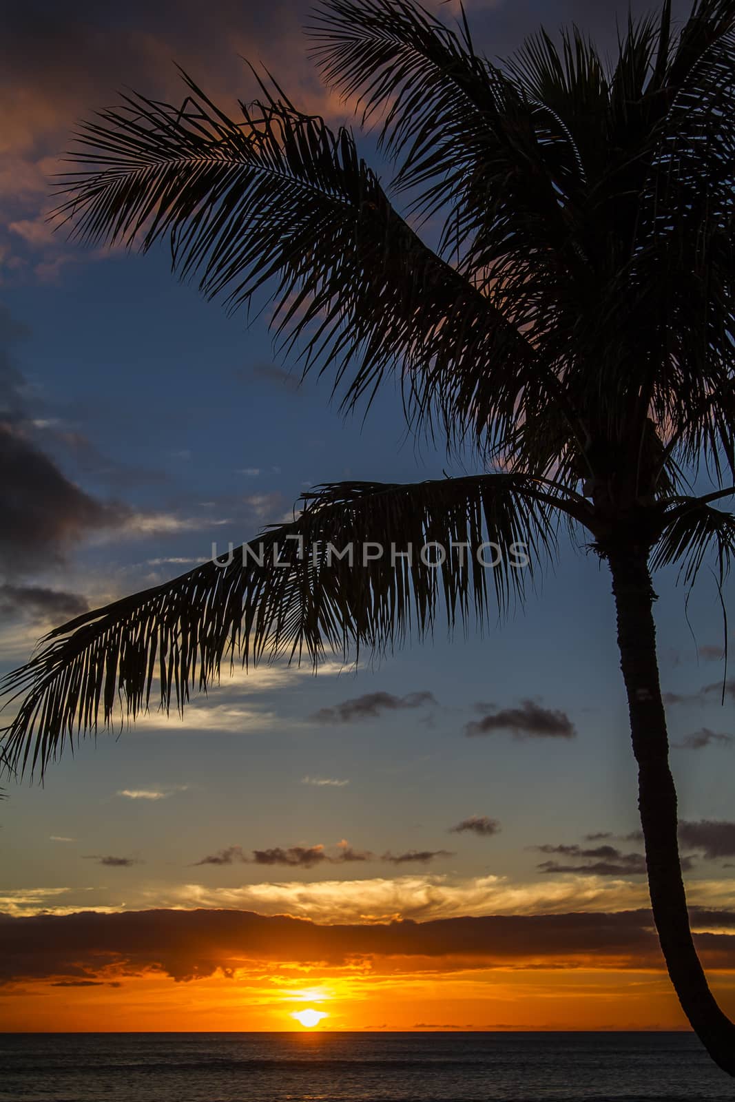 Sun setting behind a palm trees