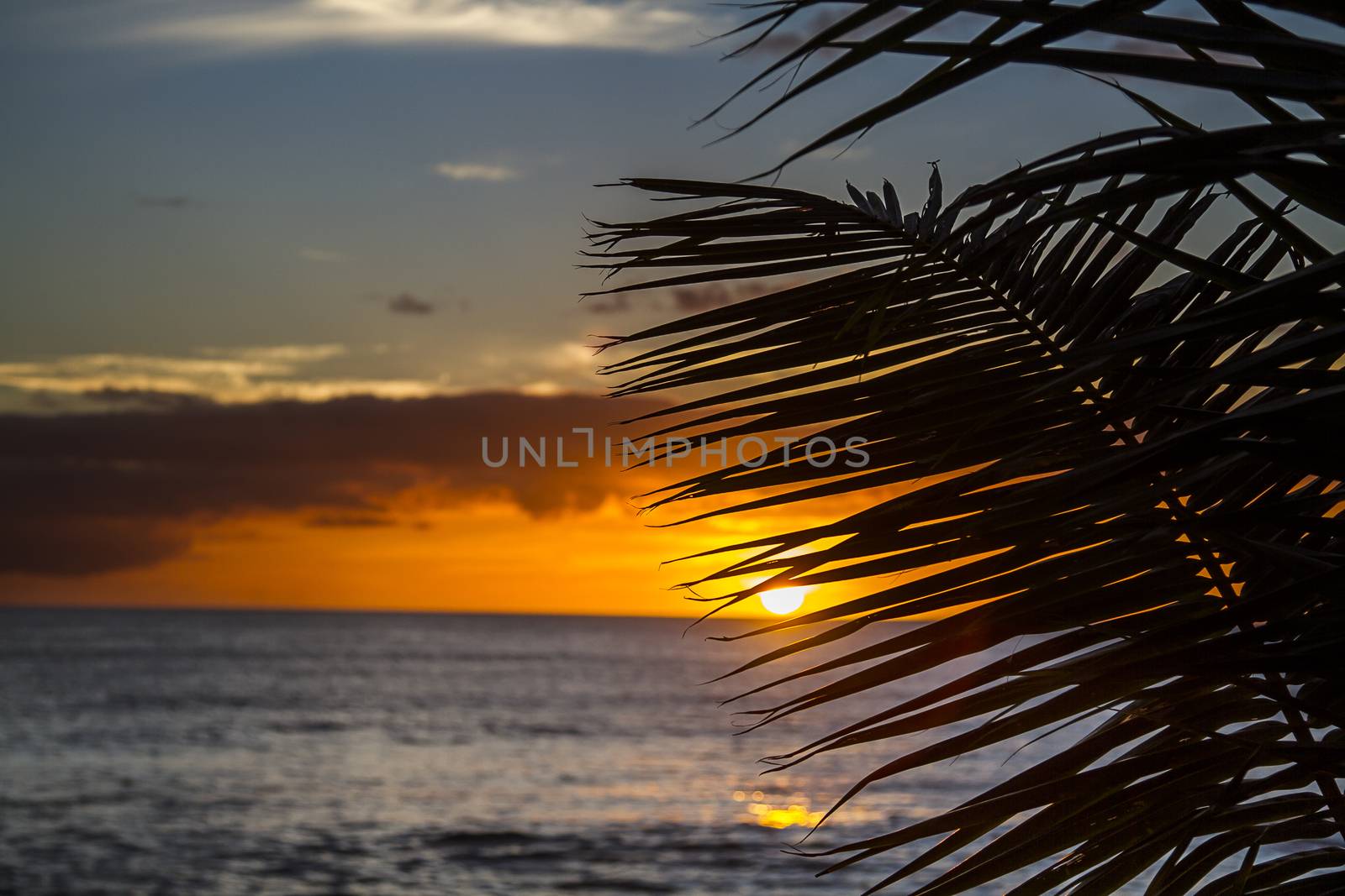 Sun setting behind palm trees leaves