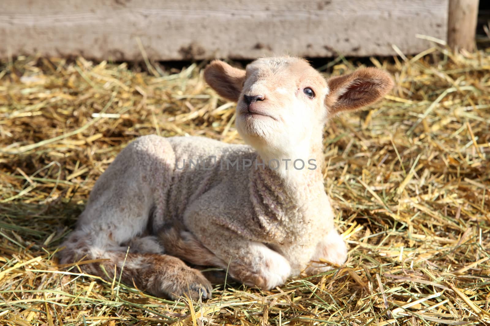 Two day old white wool lamb in pen