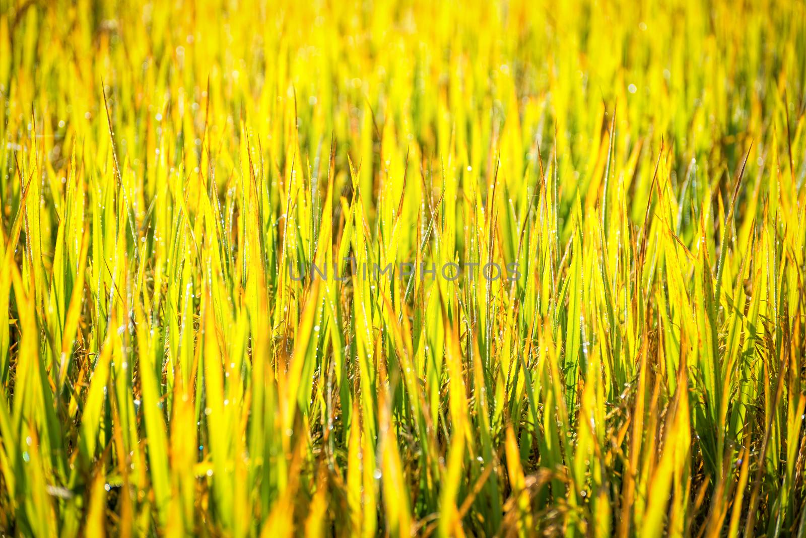 close up green leaf of paddy rice in filed with bokeh