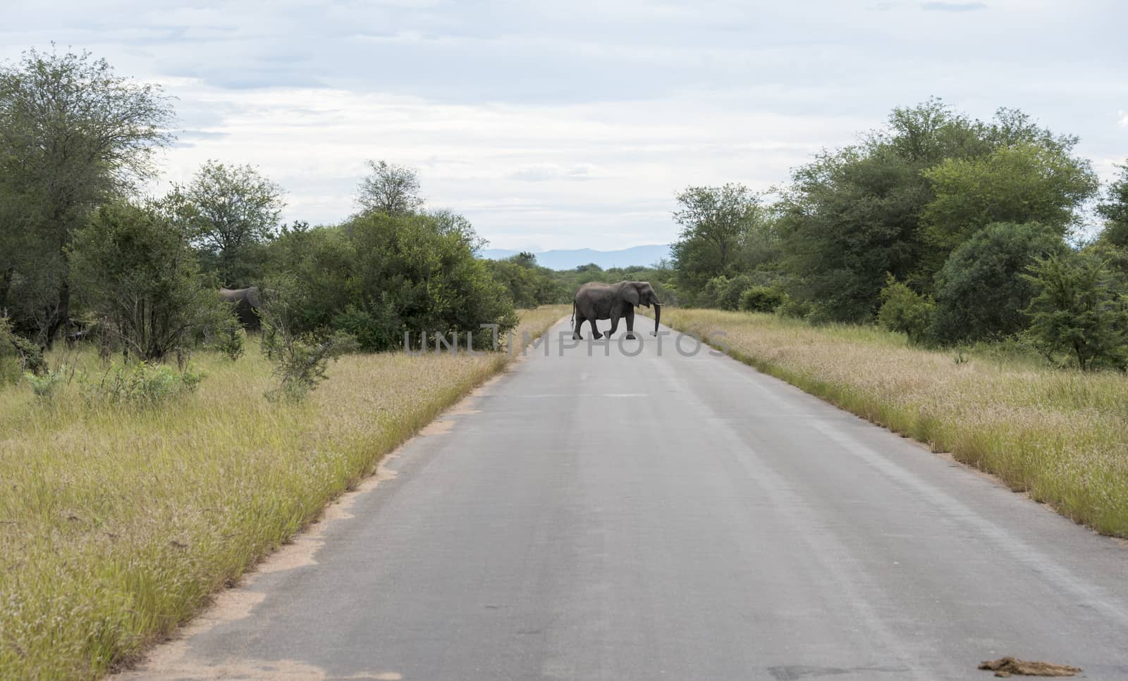 big elephant in national kruger wild park south africa near hoedspruit at te orphan gate