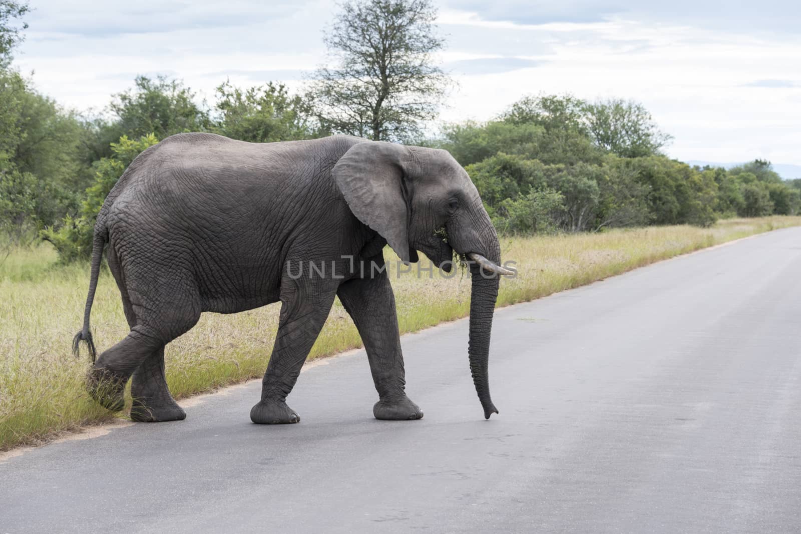 big elephant in kruger park by compuinfoto