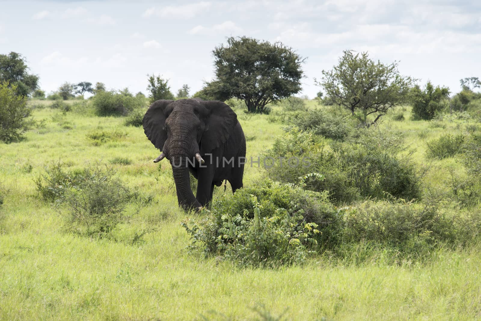 big elephant in national kruger wild park south africa near hoedspruit at te orphan gate