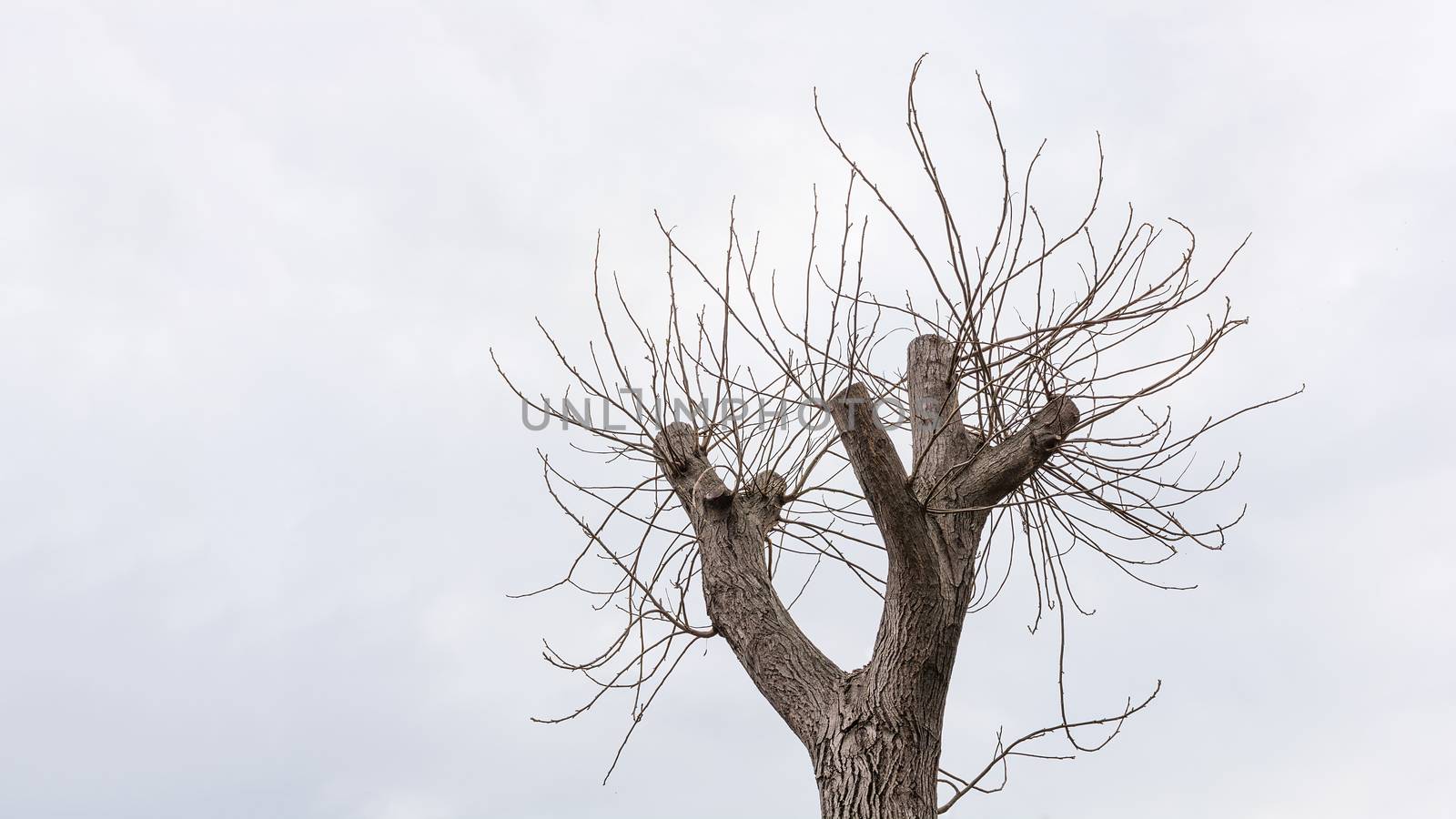 New Life on Cut Walnut Tree Top over Cloudy Sky, Business Metaphor for Big Changes, Horizontal shot 16:9 ratio