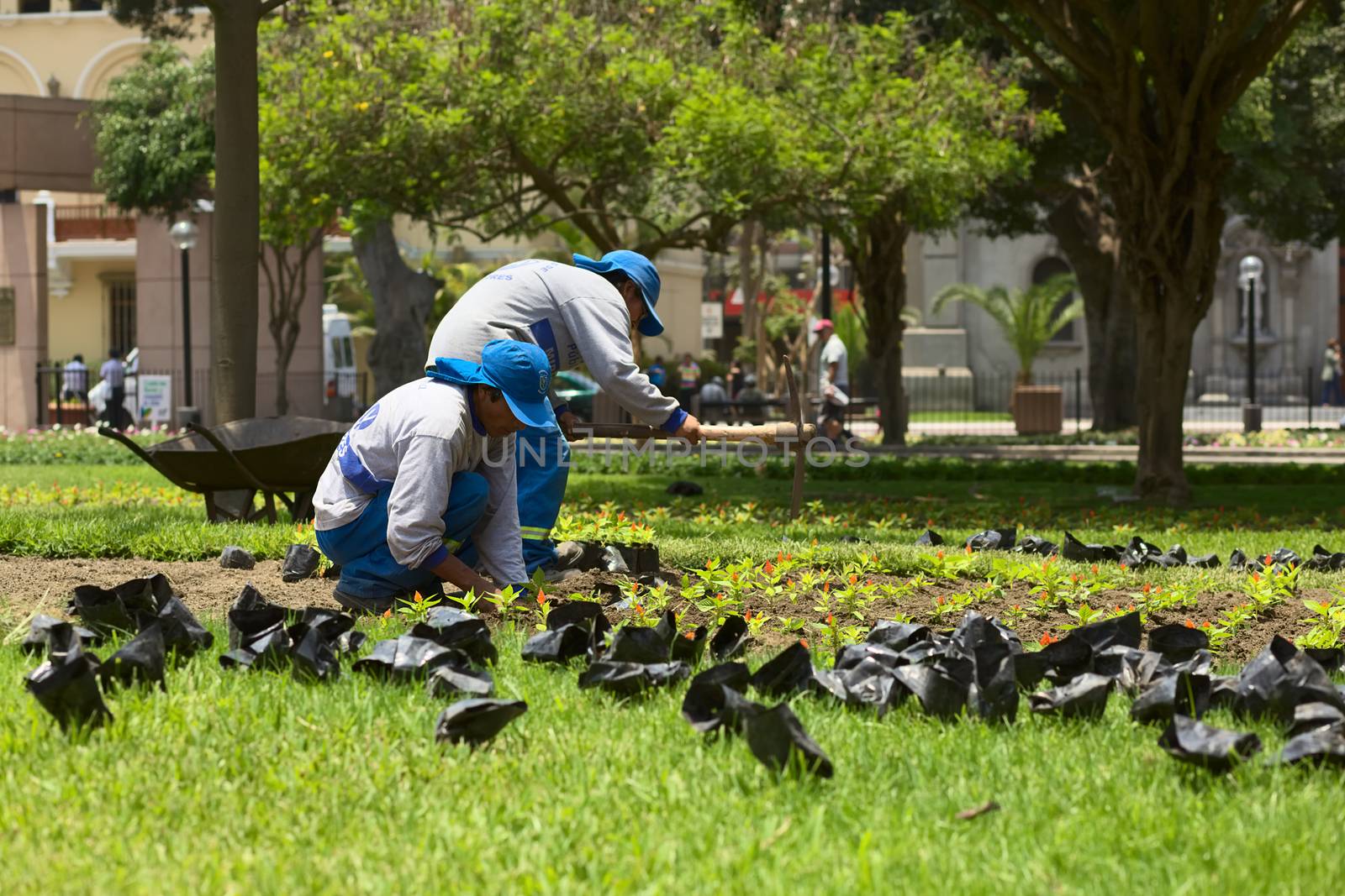 LIMA, PERU - FEBRUARY 1, 2012: Unidentified gardeners planting flowers in the park Parque Kennedy in the district of Miraflores on February 1, 2012 in Lima, Peru. The Municipality of Miraflores invests a lot into keeping its public spaces nice and clean for its inhabitants and the tourists. 