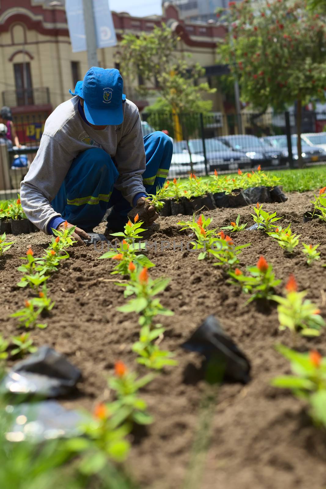 LIMA, PERU - FEBRUARY 1, 2012: Unidentified gardener planting flowers in the park Parque Kennedy in the district of Miraflores on February 1, 2012 in Lima, Peru. The Municipality of Miraflores invests a lot into keeping its public spaces nice and clean for its inhabitants and the tourists. 