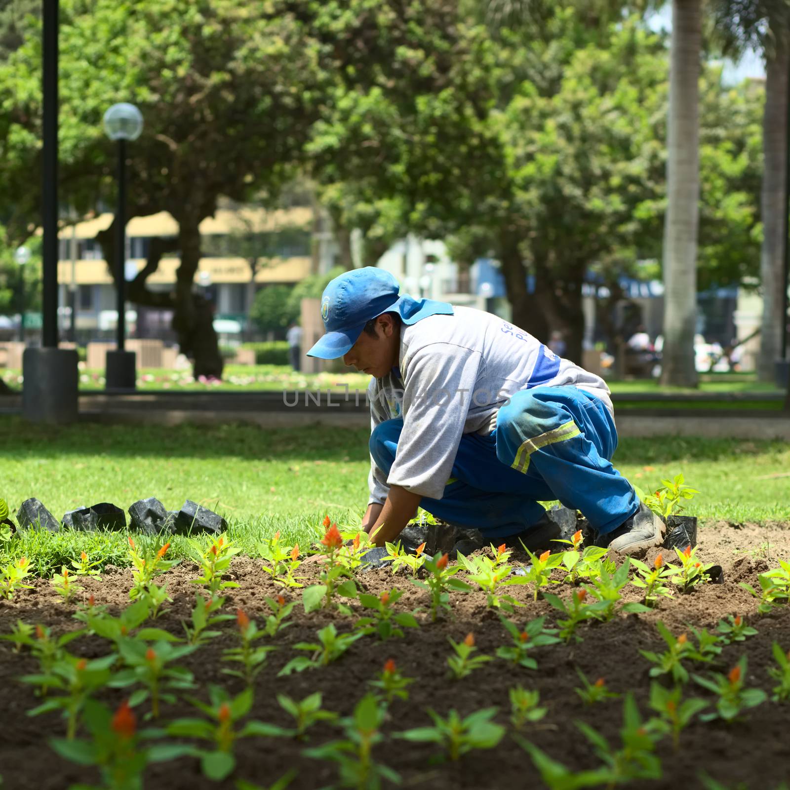 LIMA, PERU - FEBRUARY 1, 2012: Unidentified gardener planting flowers in the park Parque Kennedy in the district of Miraflores on February 1, 2012 in Lima, Peru. The Municipality of Miraflores invests a lot into keeping its public spaces nice and clean for its inhabitants and the tourists. 