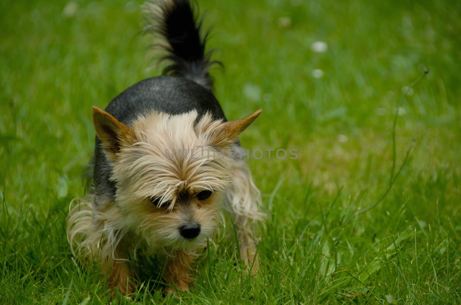 Sweet little brown-black dog eat biscuit, isolated on the grass