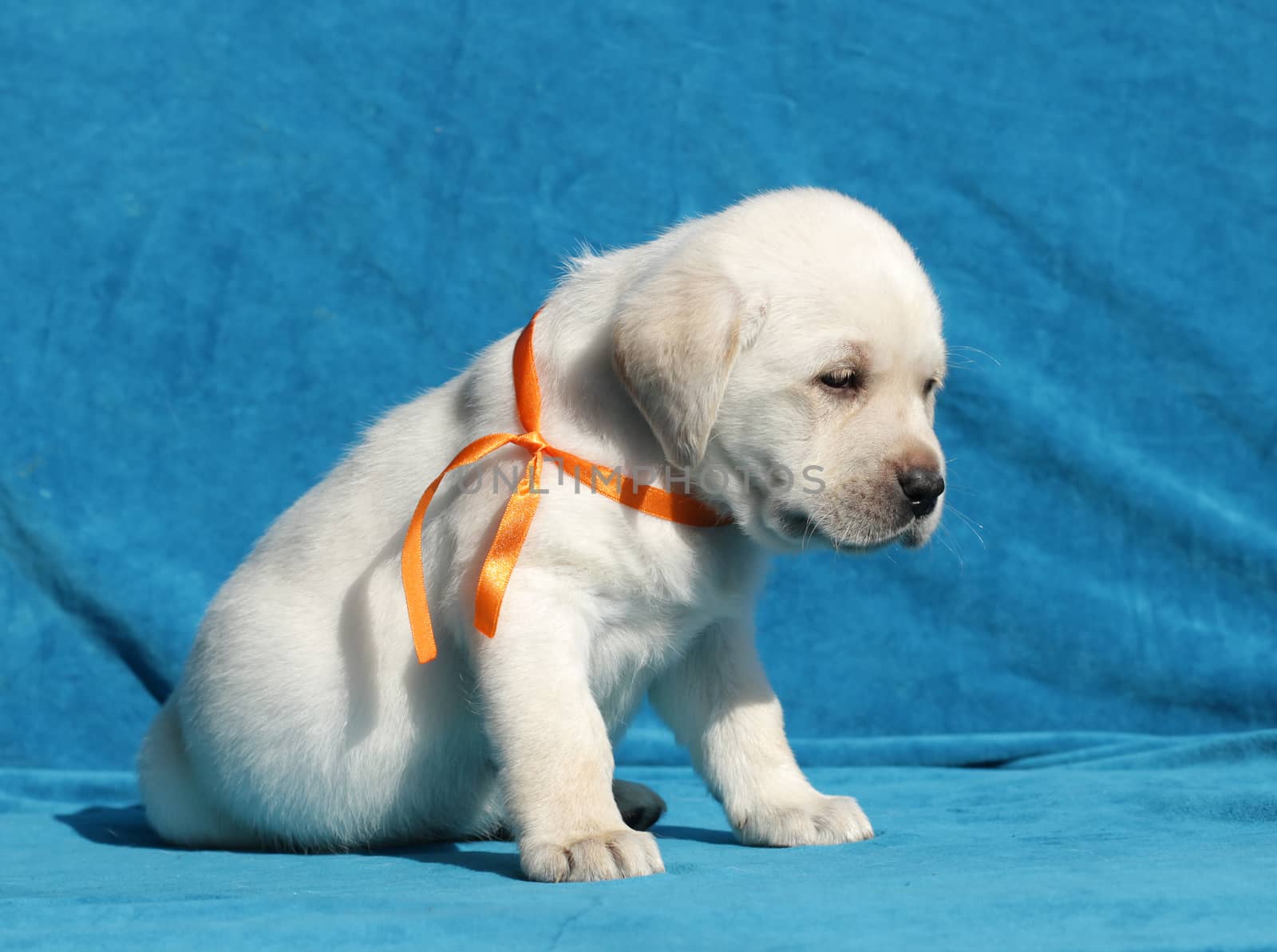 happy yellow labrador puppy sitting on blue background