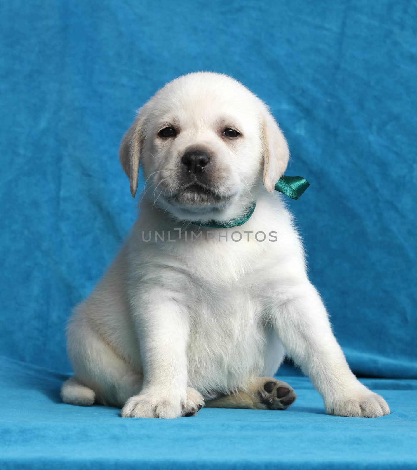 yellow labrador puppy sitting on blue background